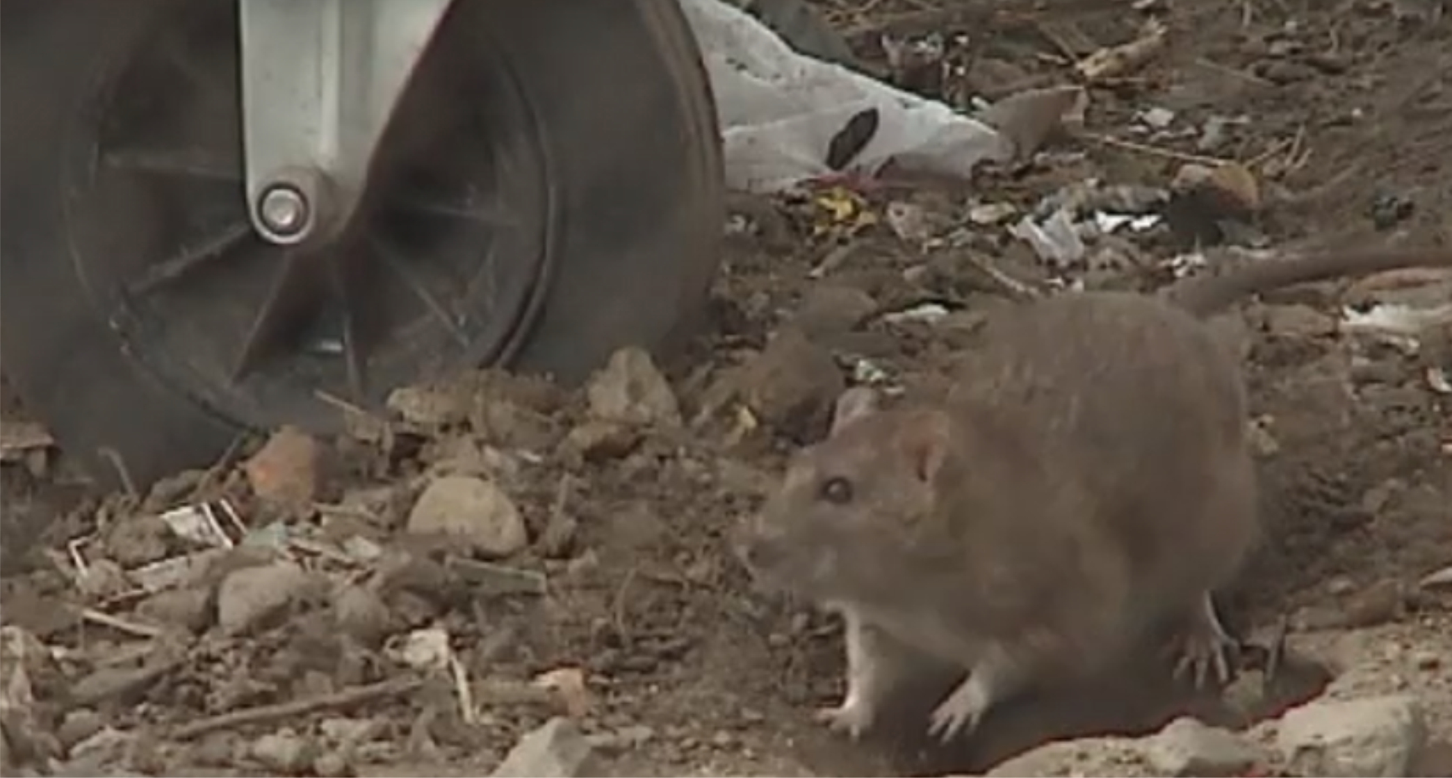В Петрозаводске начнут уничтожать крыс