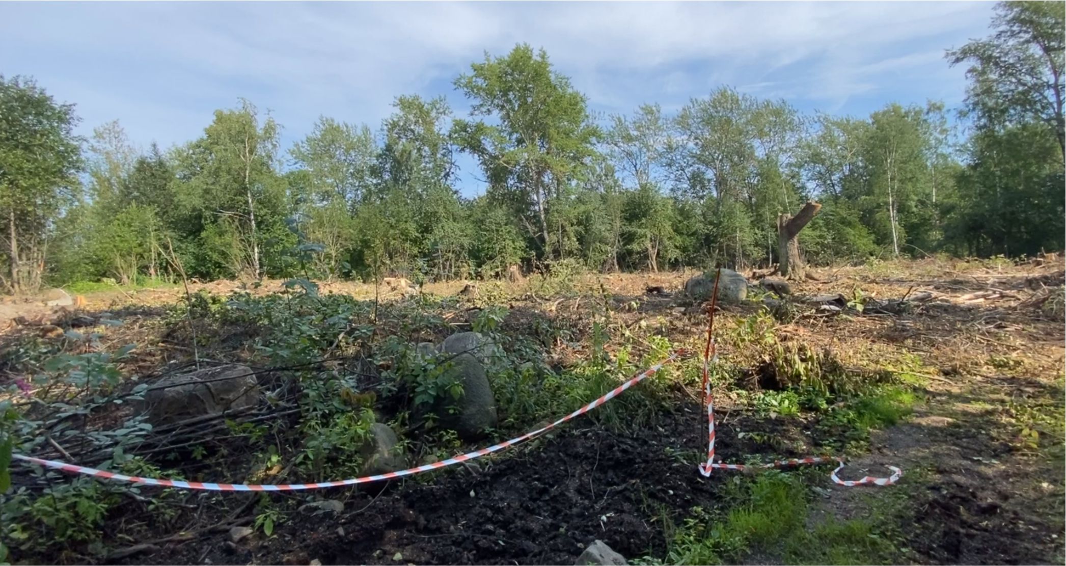Найдена причина вырубки леса в Петрозаводске.